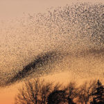 devops-murmurations